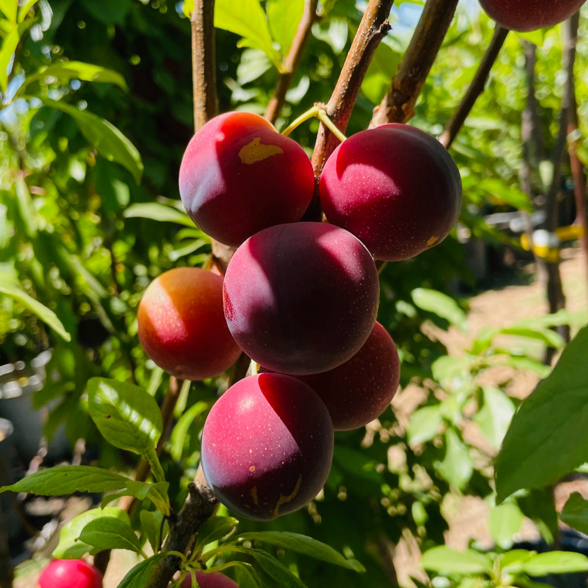 Plum Trees – Burgundy Plum