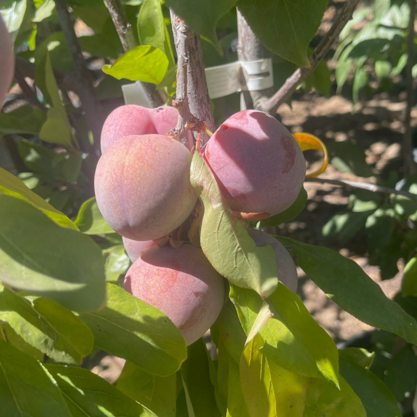 Flavor King Pluot