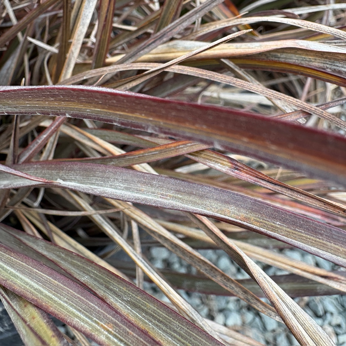 Sundowner New Zealand Flax