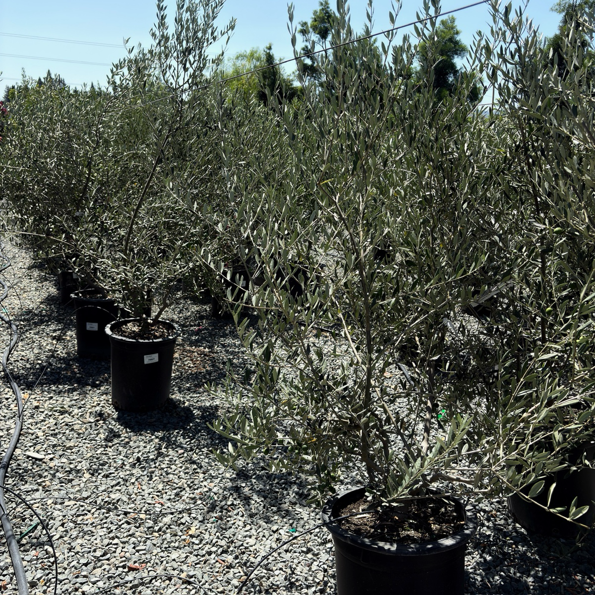 Manzanillo Olive