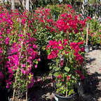 Barbara Karst Bougainvillea