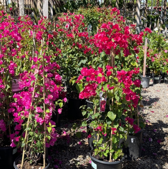 Barbara Karst Bougainvillea