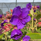 蒂杜花