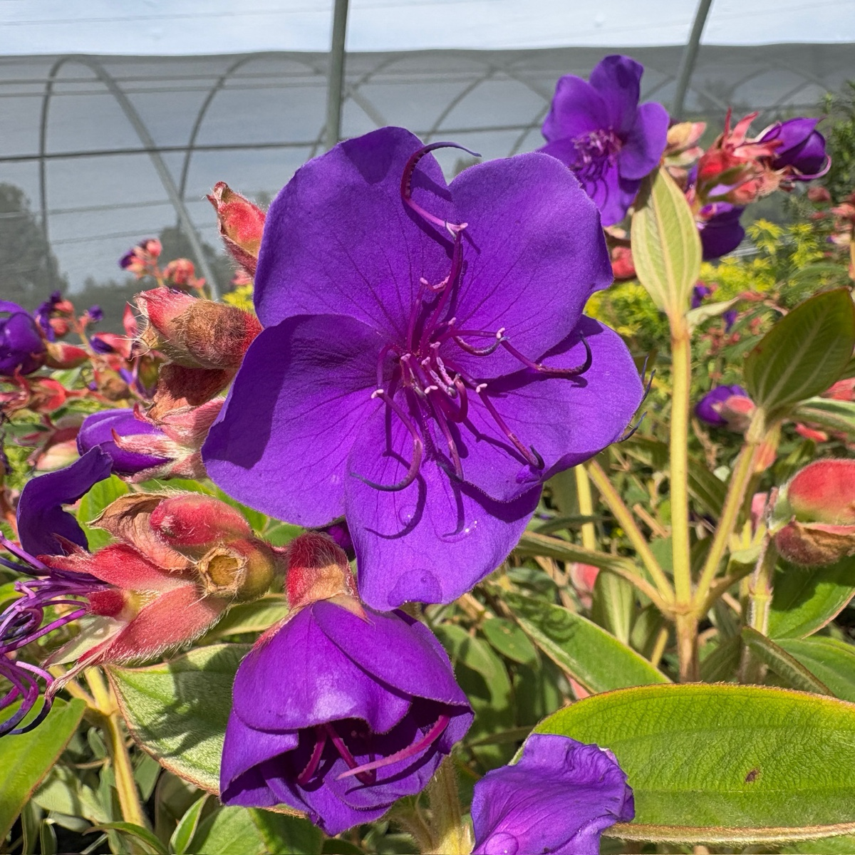蒂杜花