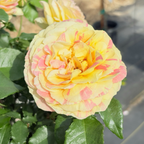 壮花月季-波普艺术