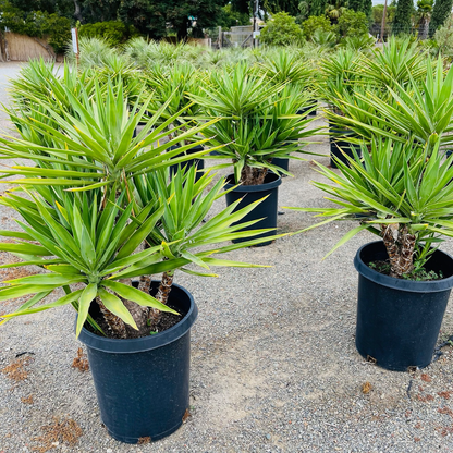 Yucca Tree - Pteris fasciata