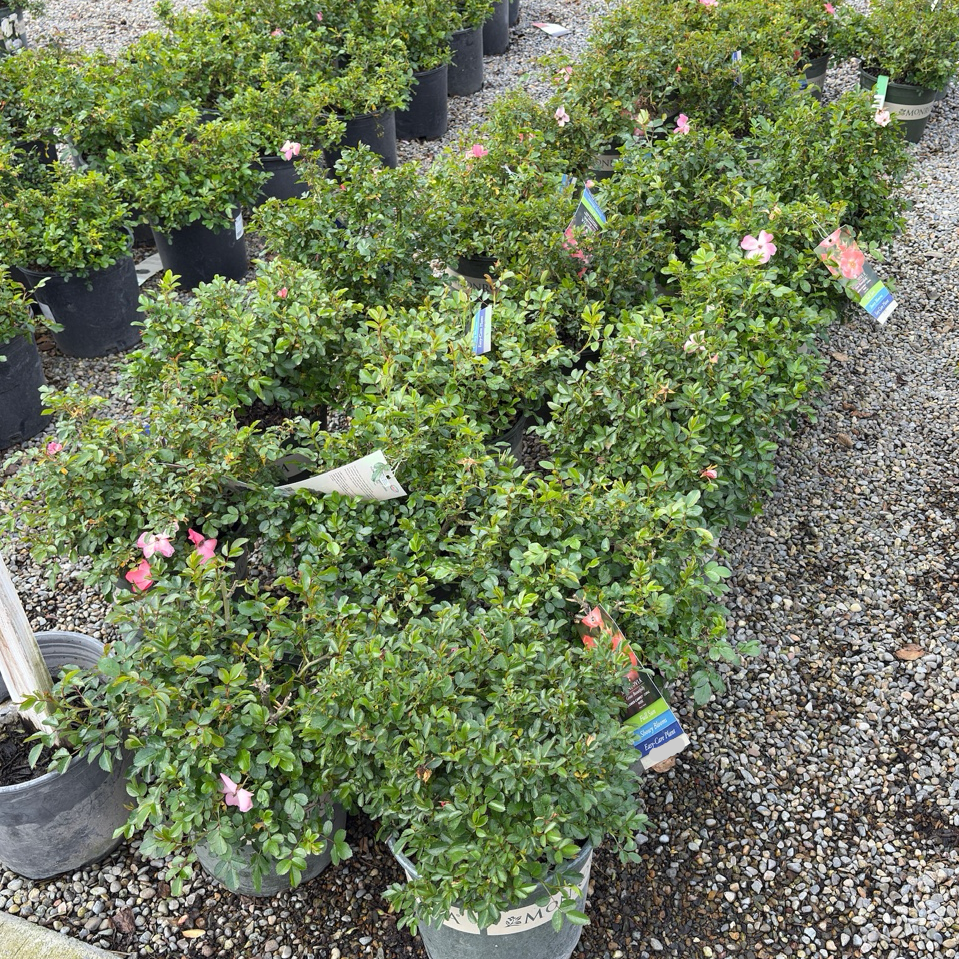 地被月季-花毯珊瑚