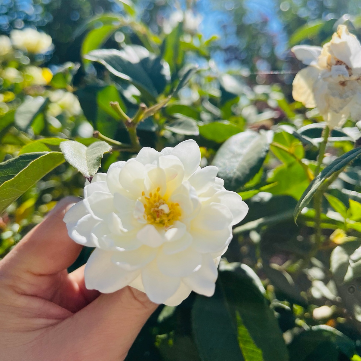 Floribunda Rose-Iceberg