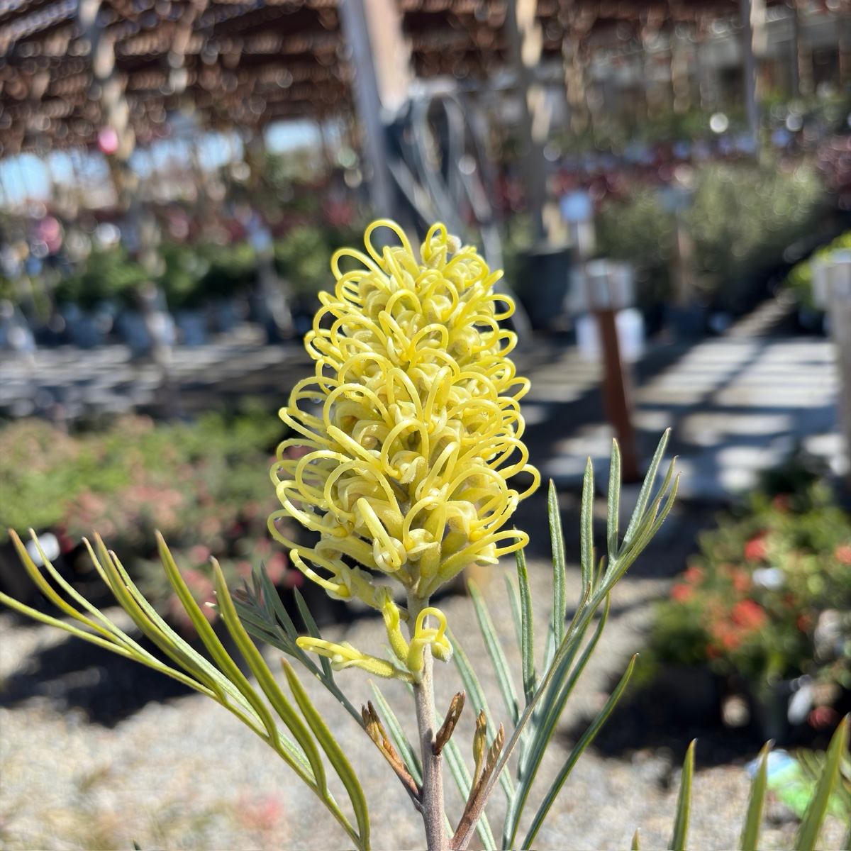 Moonlight Grevillea