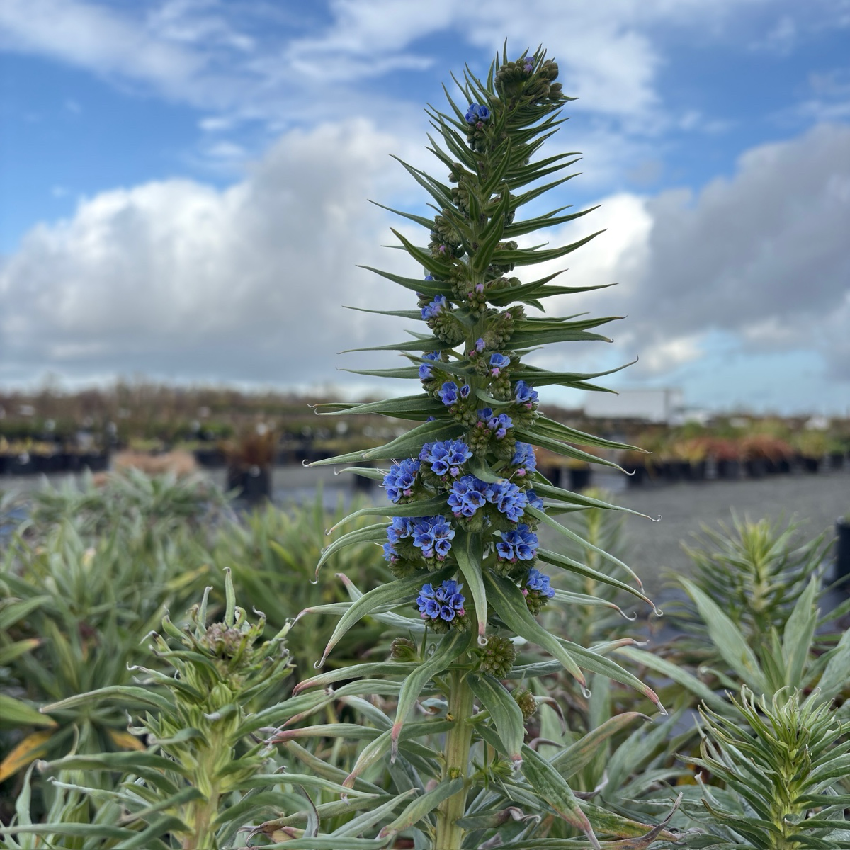Pride of Madeira