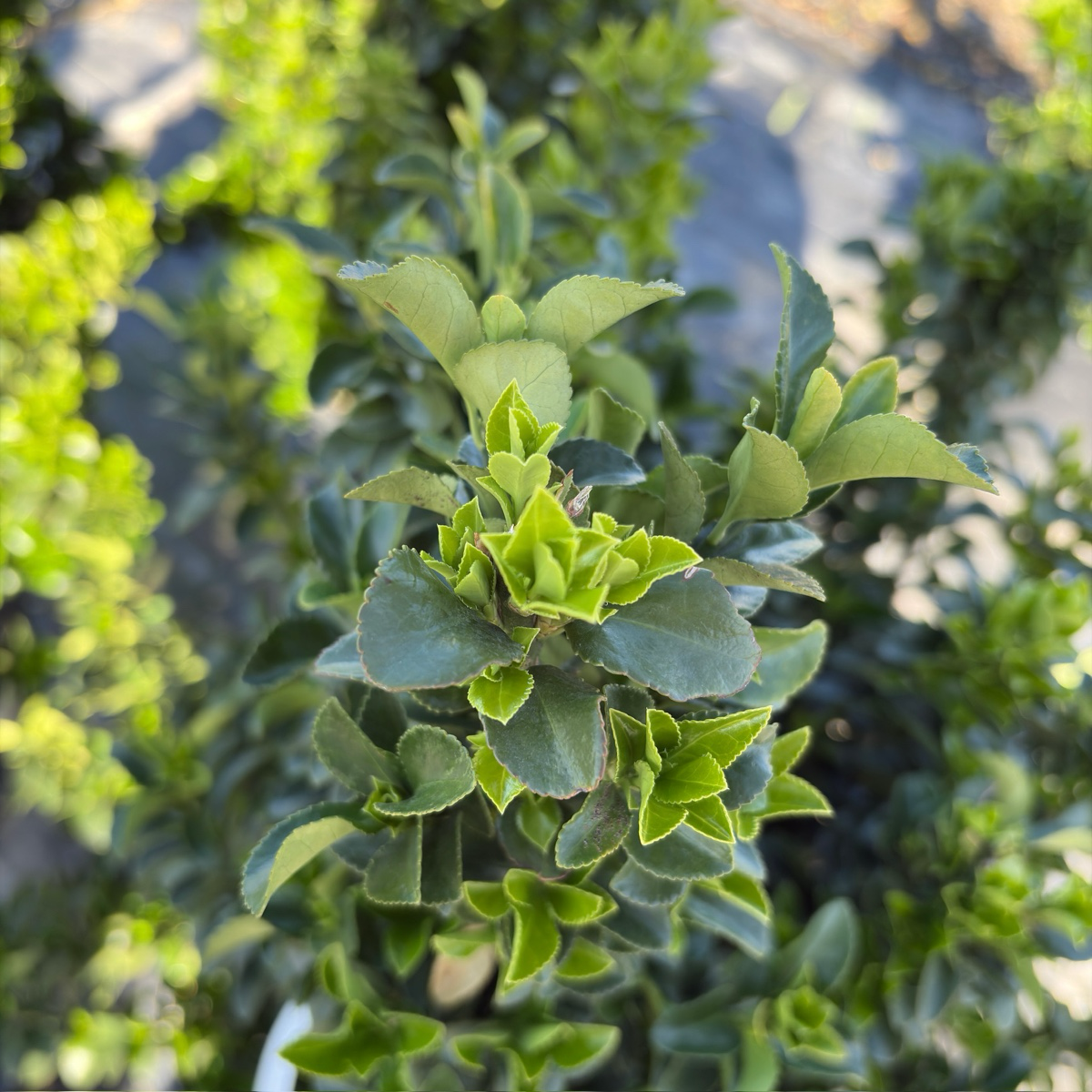 Green spire Euonymus