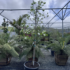 白花色奇迹四照花