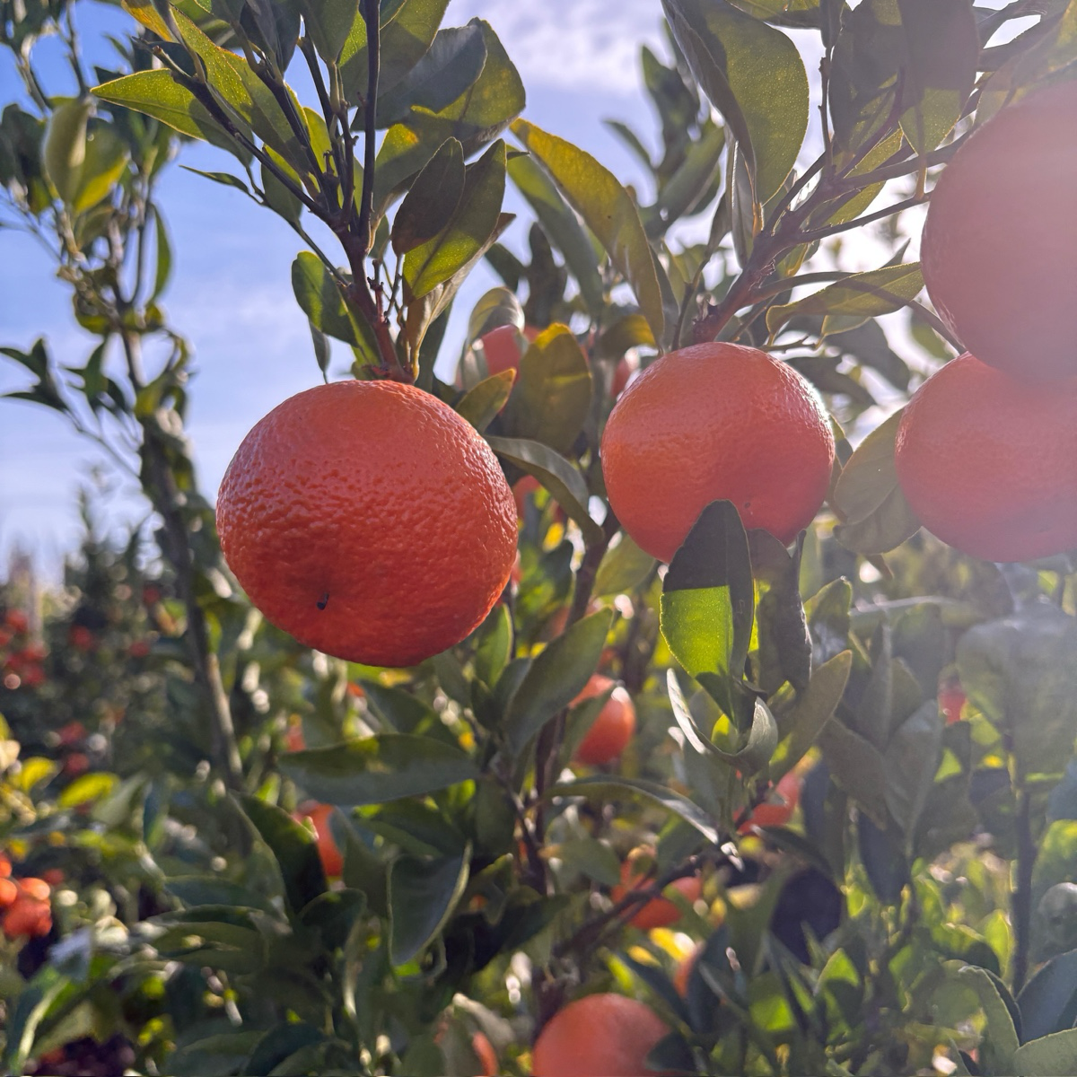 Tango Mandarin