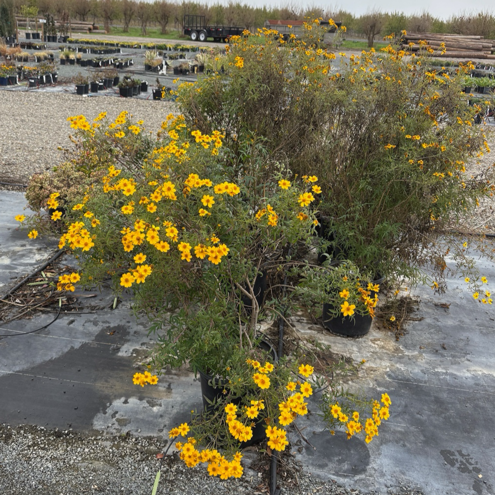 Ground cover plant-Silver Artemisia