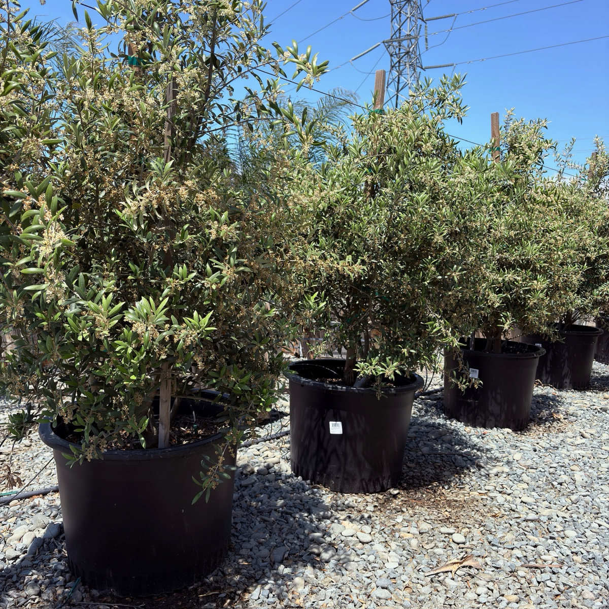 Arbequina Fruiting Olives