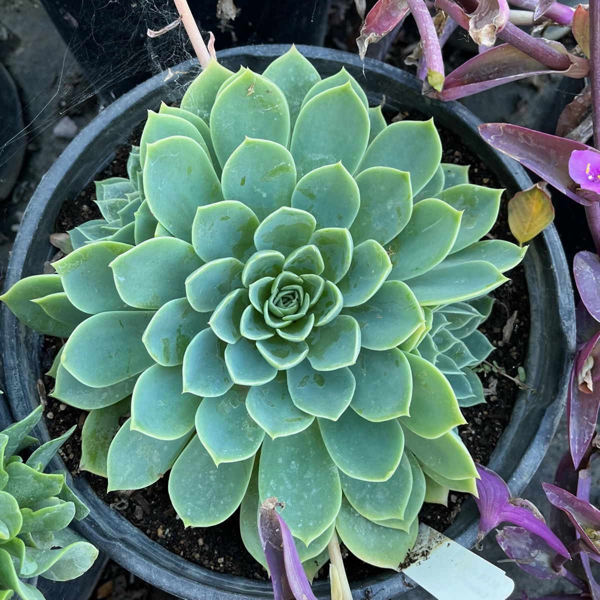 Succulent Plants-Jade Guanyin