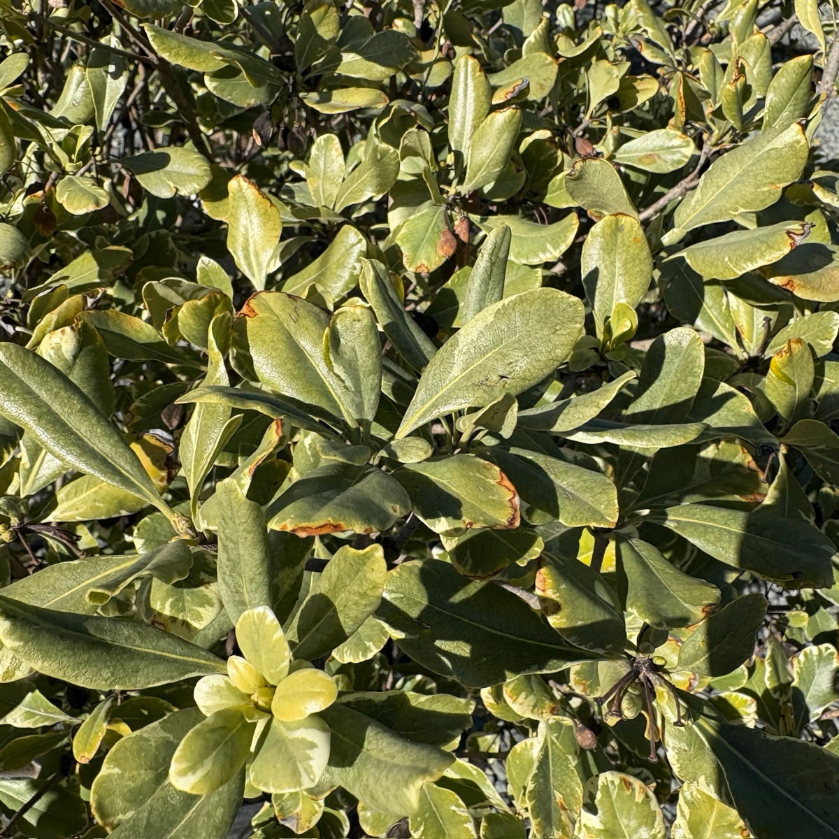 Variegated Japanese Mock Orange