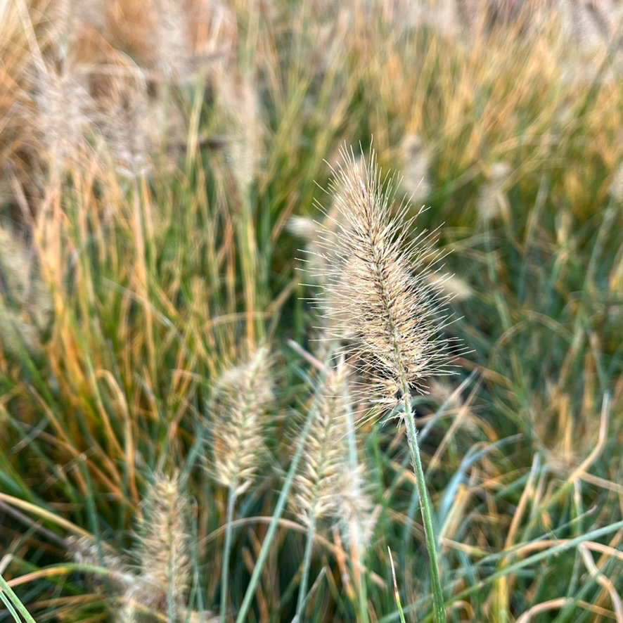 矮化狼尾草