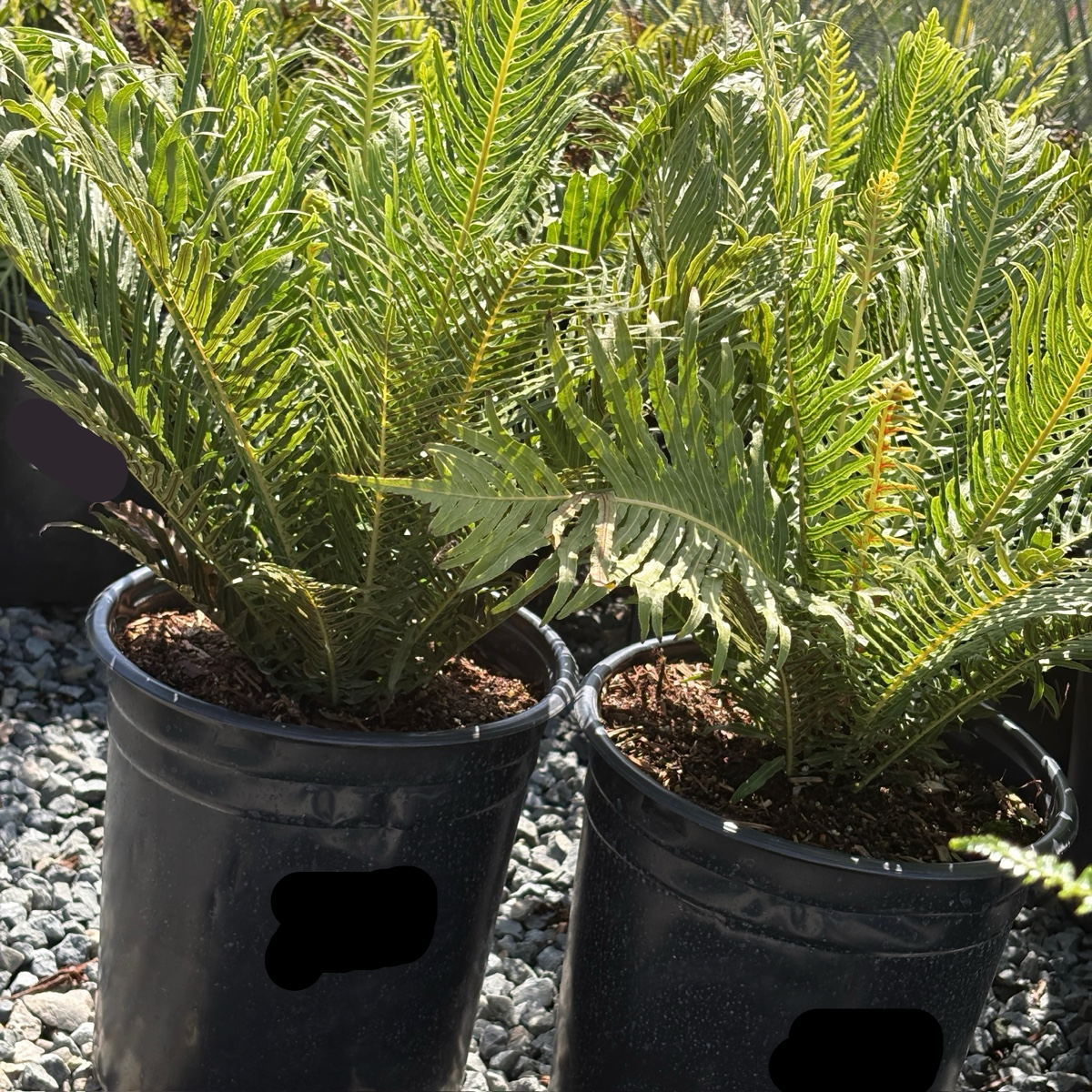 Silver Lady Fern