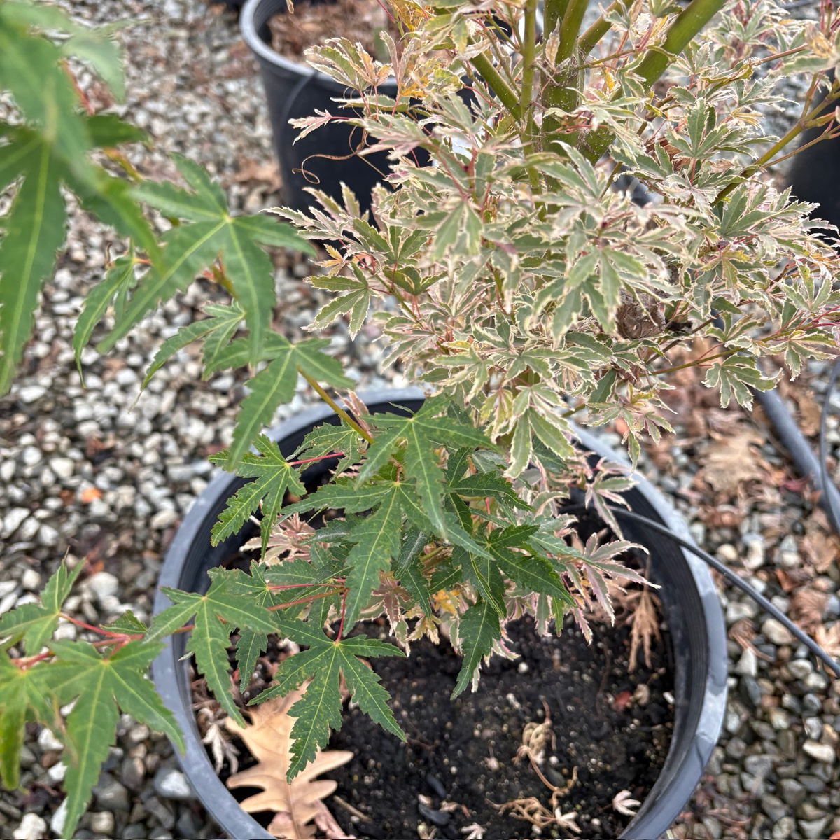 Acer palmatum-Butterfly Japanese Maple