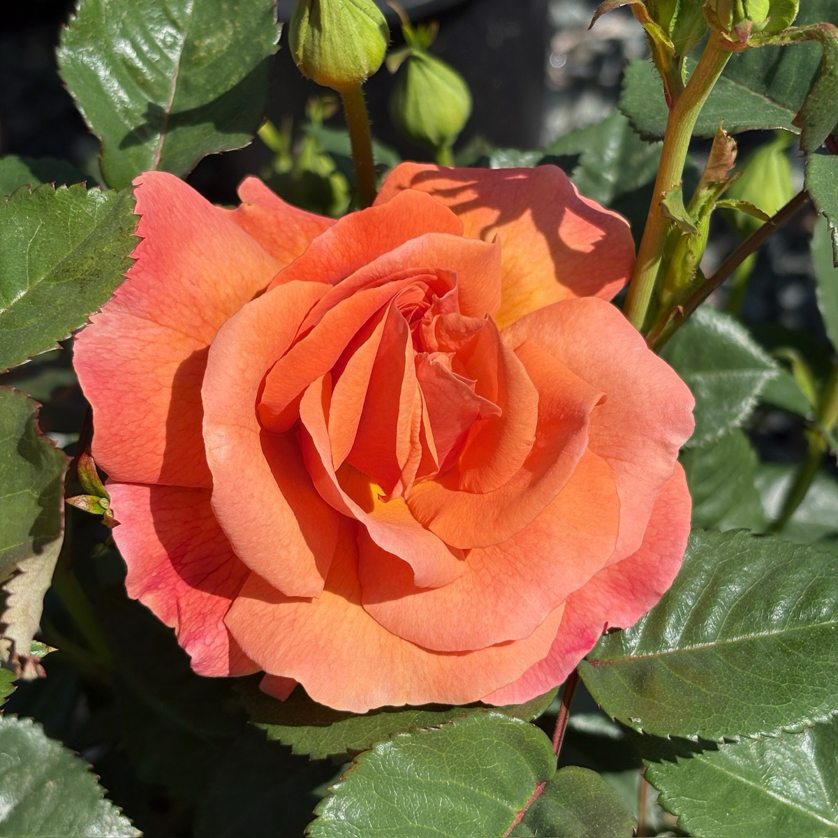 Easy Does It® Rose