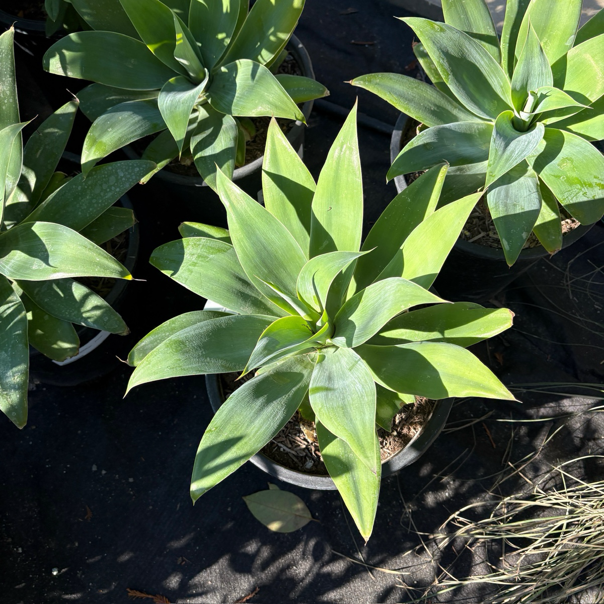 Fox Tail Agave
