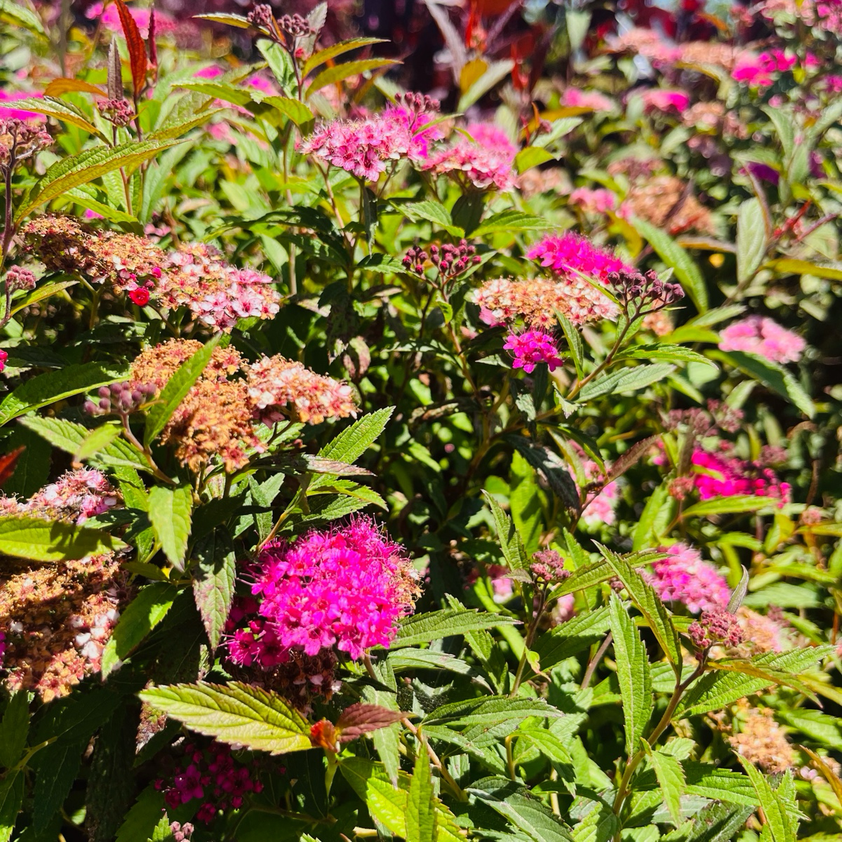 Spiraea 