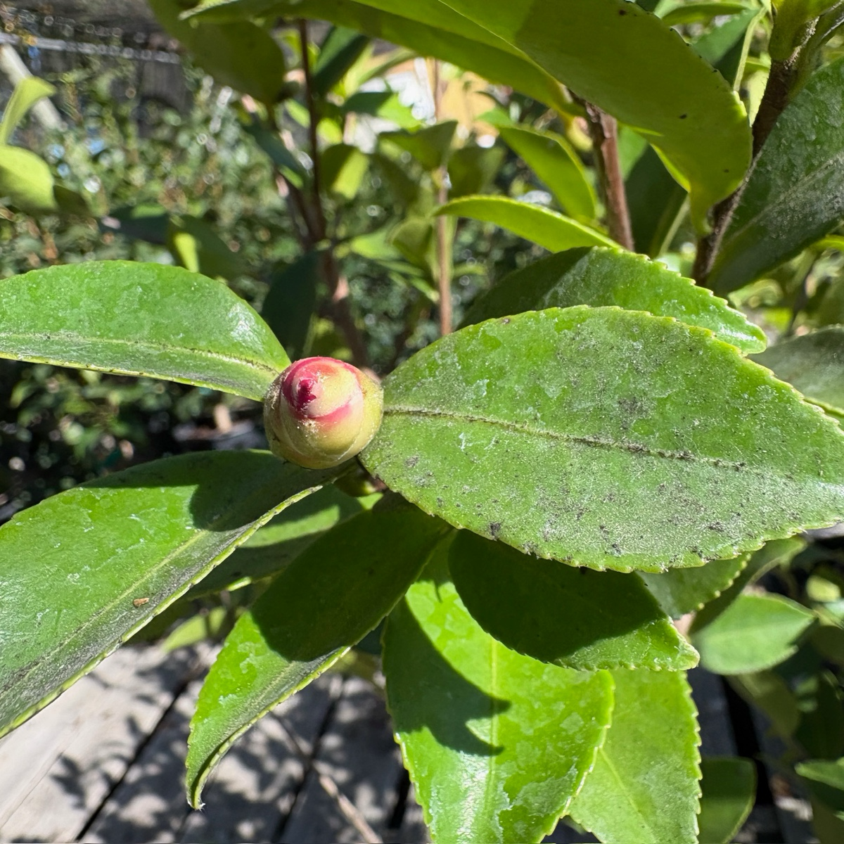 立寒椿茶梅