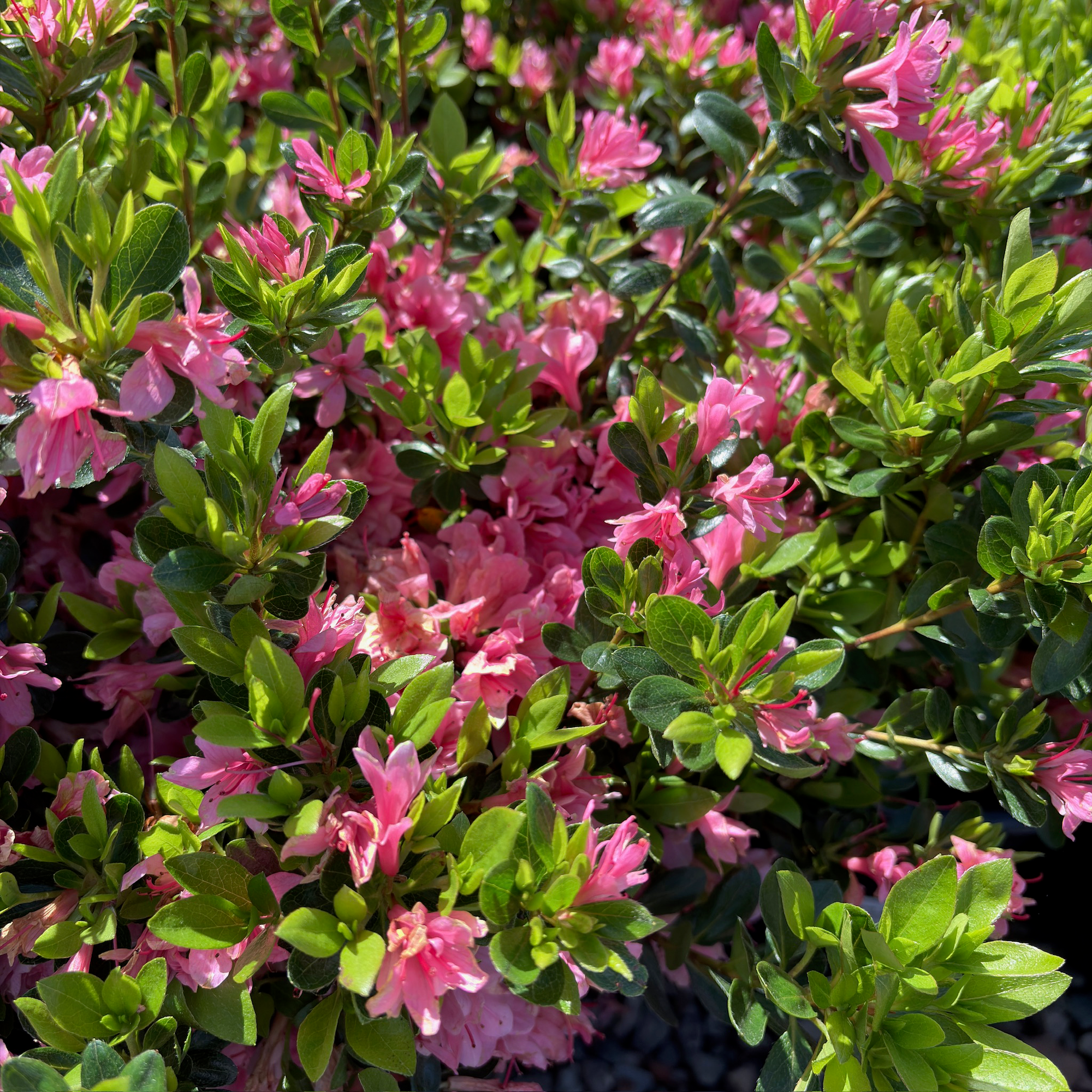 Coral Bell Azalea