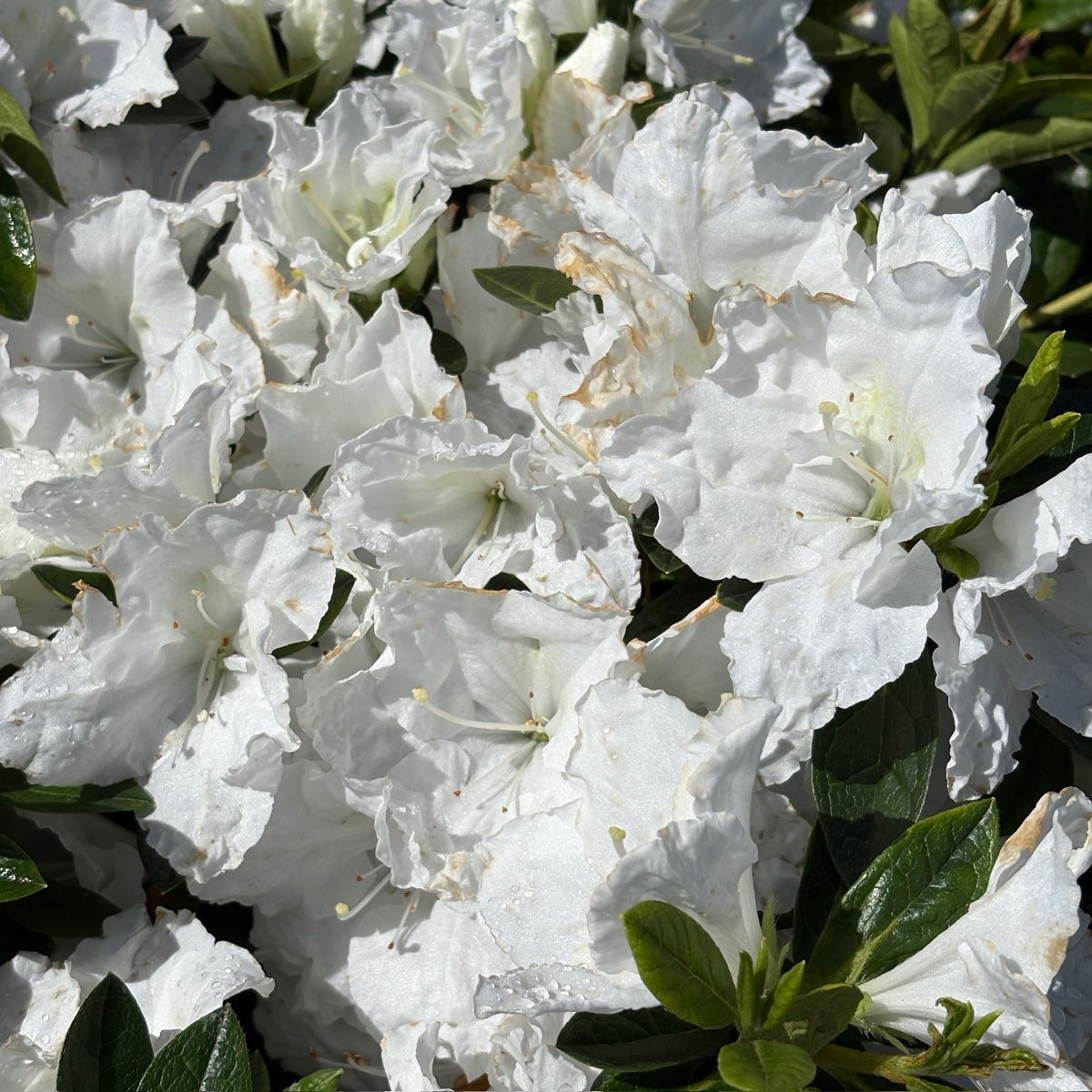 Azalea Alaska (White)