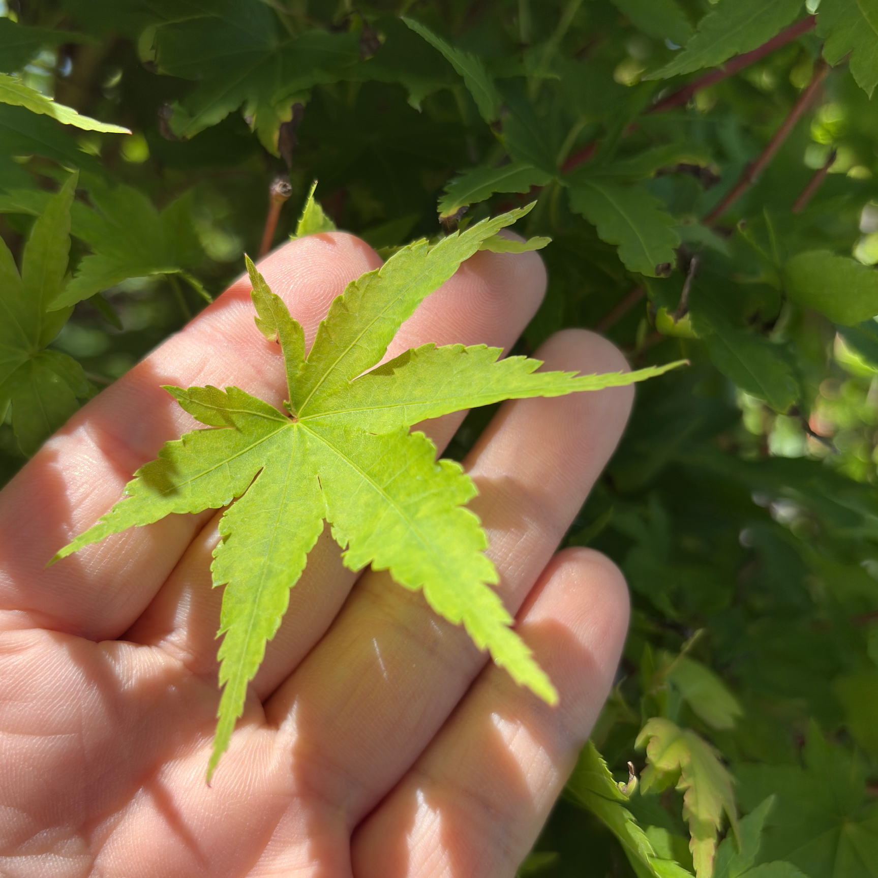 Coral Bark Maple