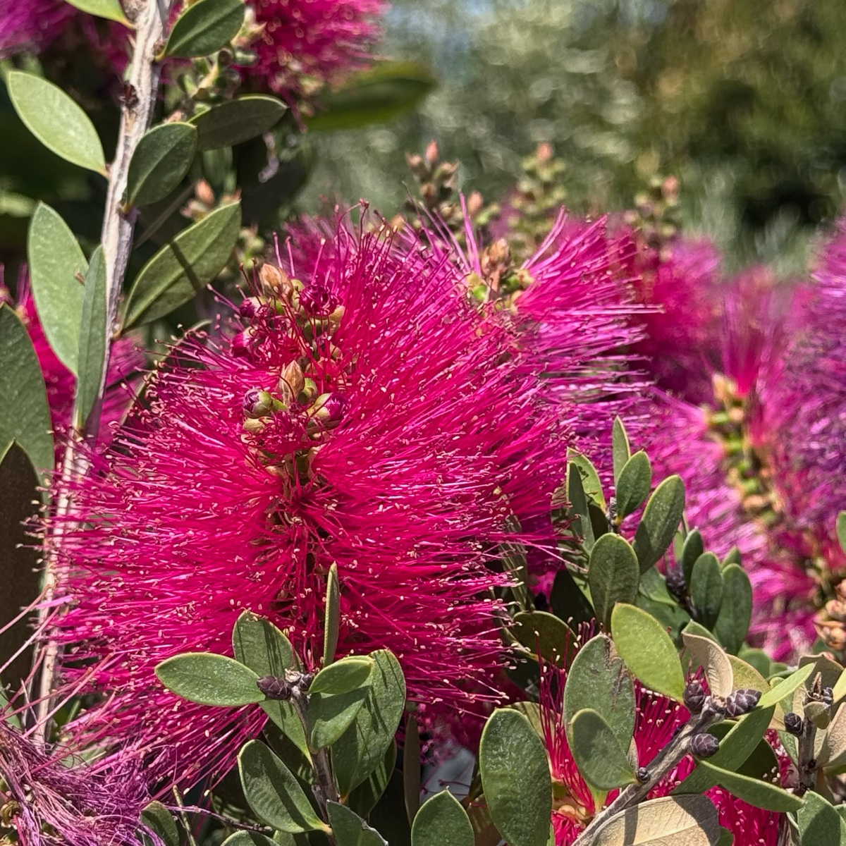 Neon Pink Bottle Pop Bottlebrush