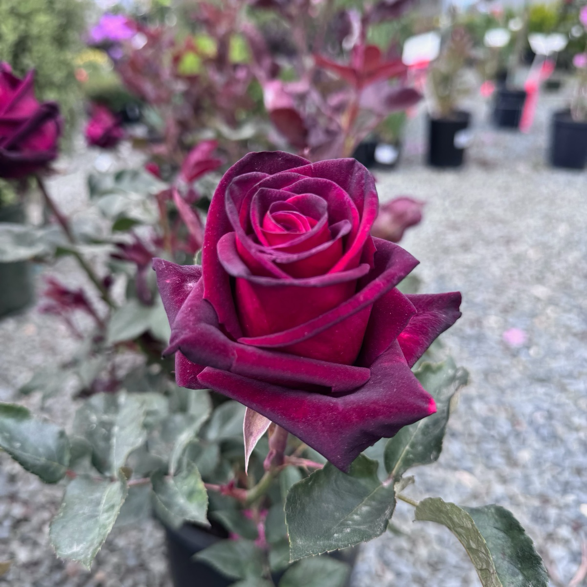 Tea Rose-Black Buck