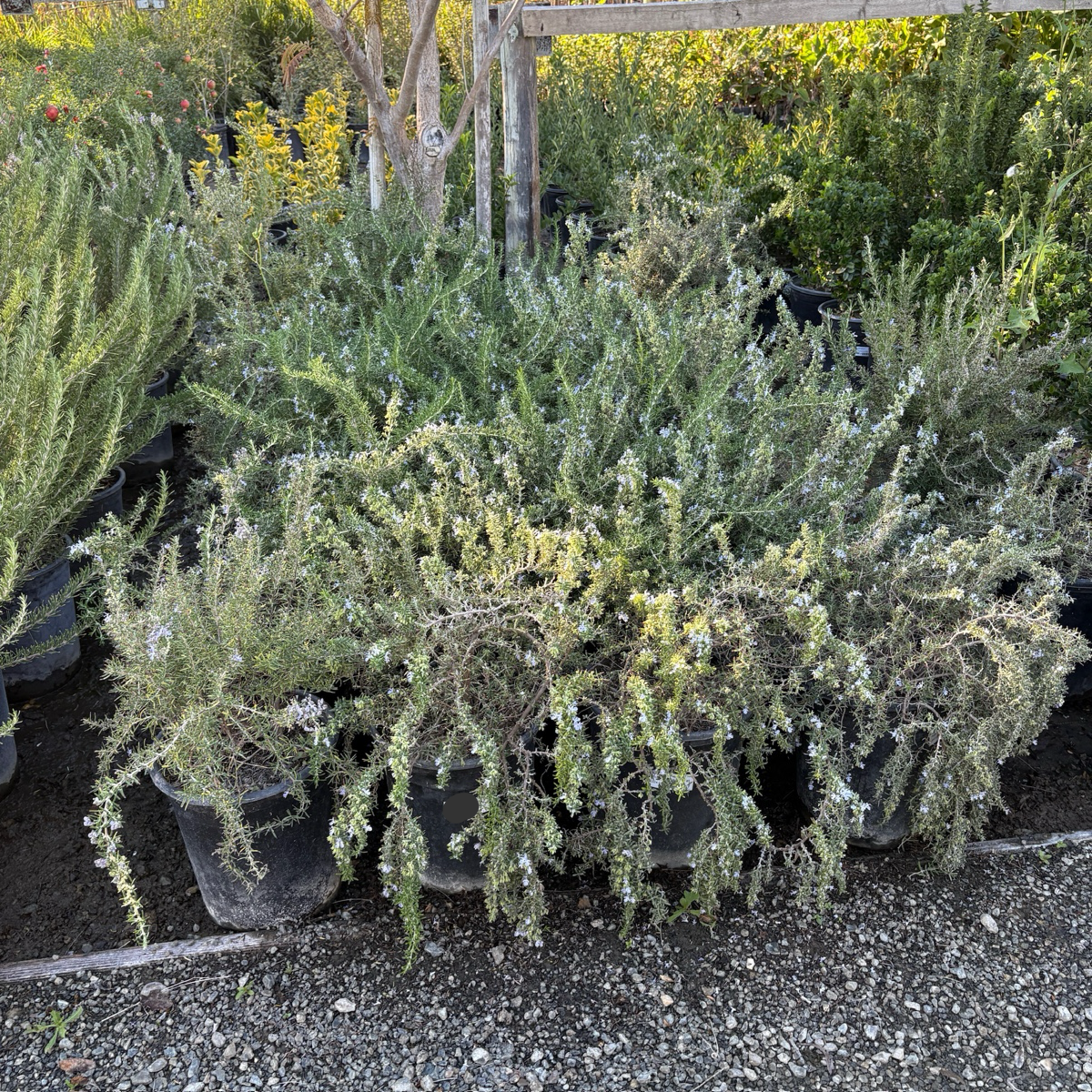 Prostrate Rosemary