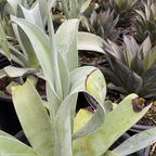 Octopus Agave