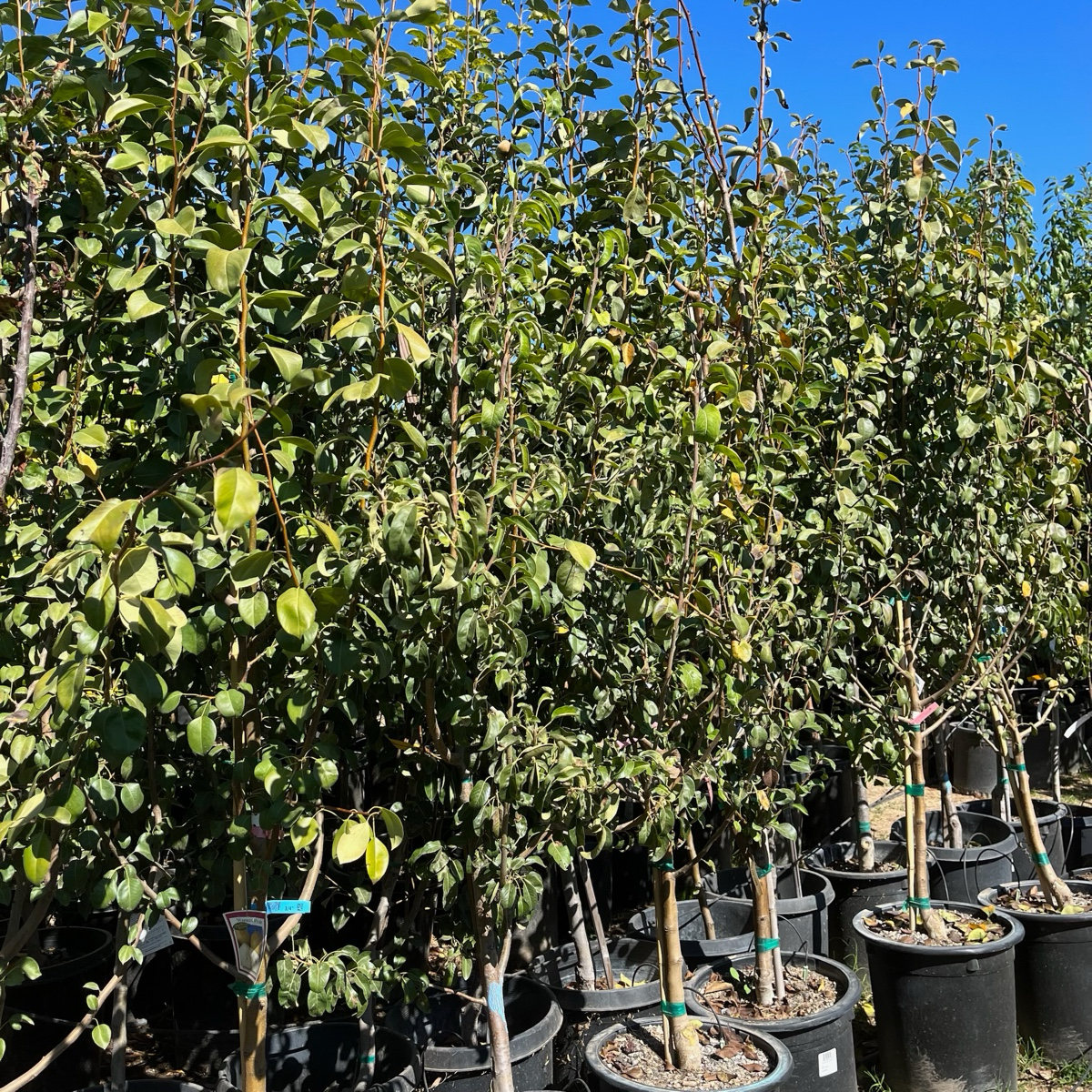 European Pear Trees – Warren Pyrus