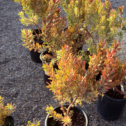 Jester Cone Bush