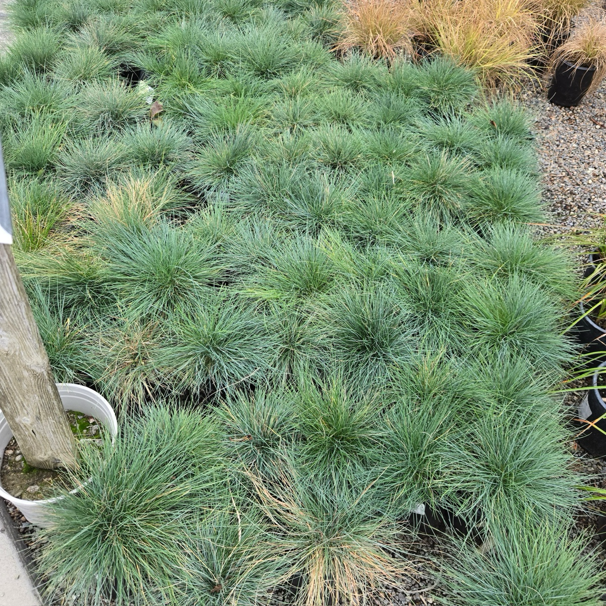 Elijah Blue Common Blue Fescue