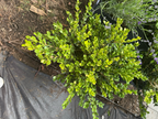 Winter Gem Boxwood