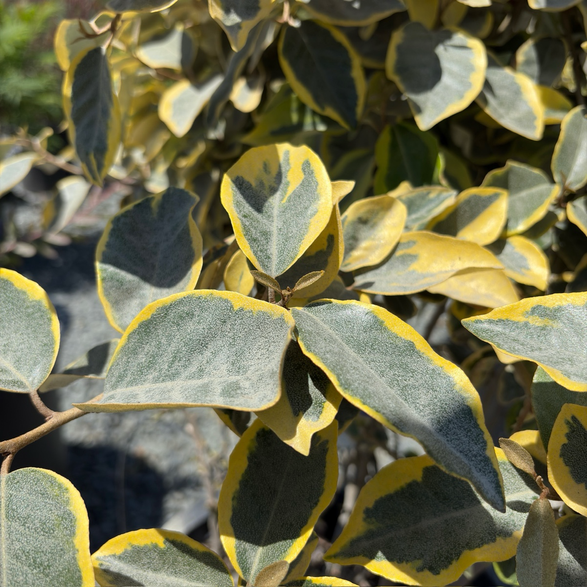 Gilt Edge Silverberry
