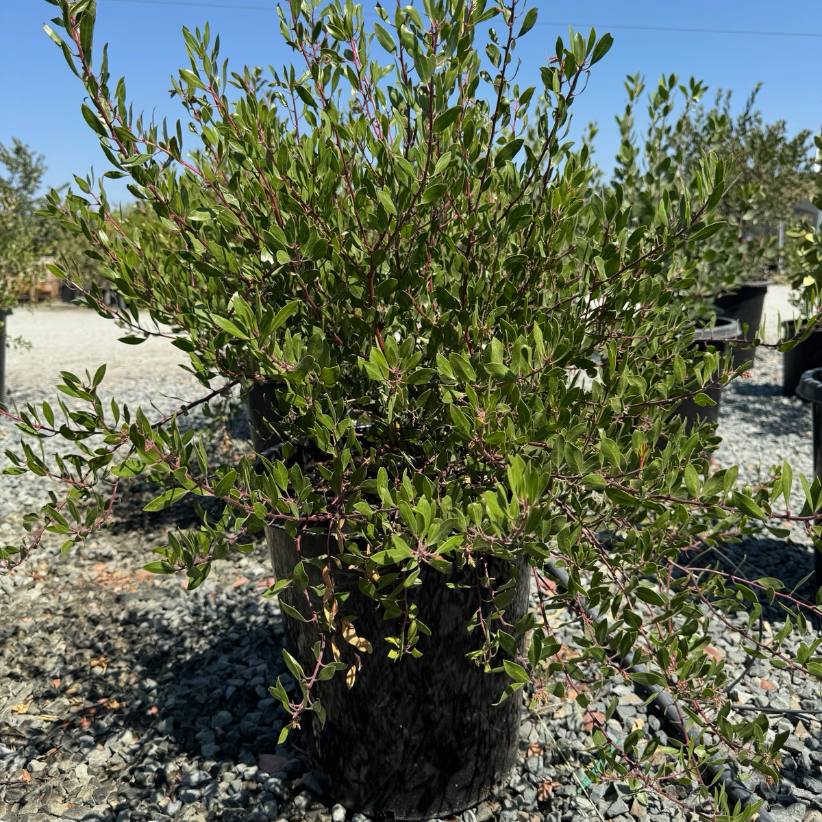 Howard McMinn Manzanita