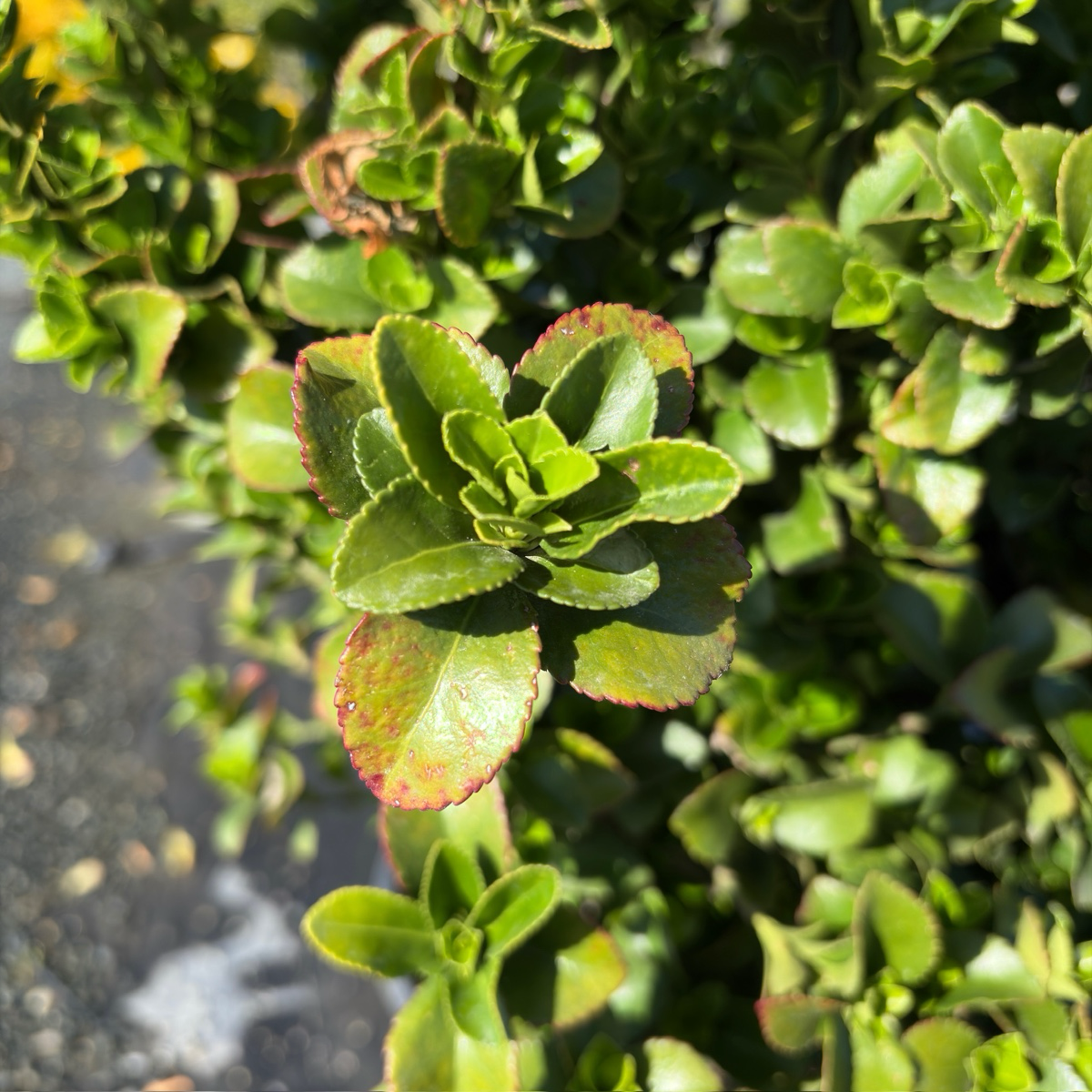 Green spire Euonymus