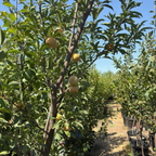 Emerald Drop Pluot