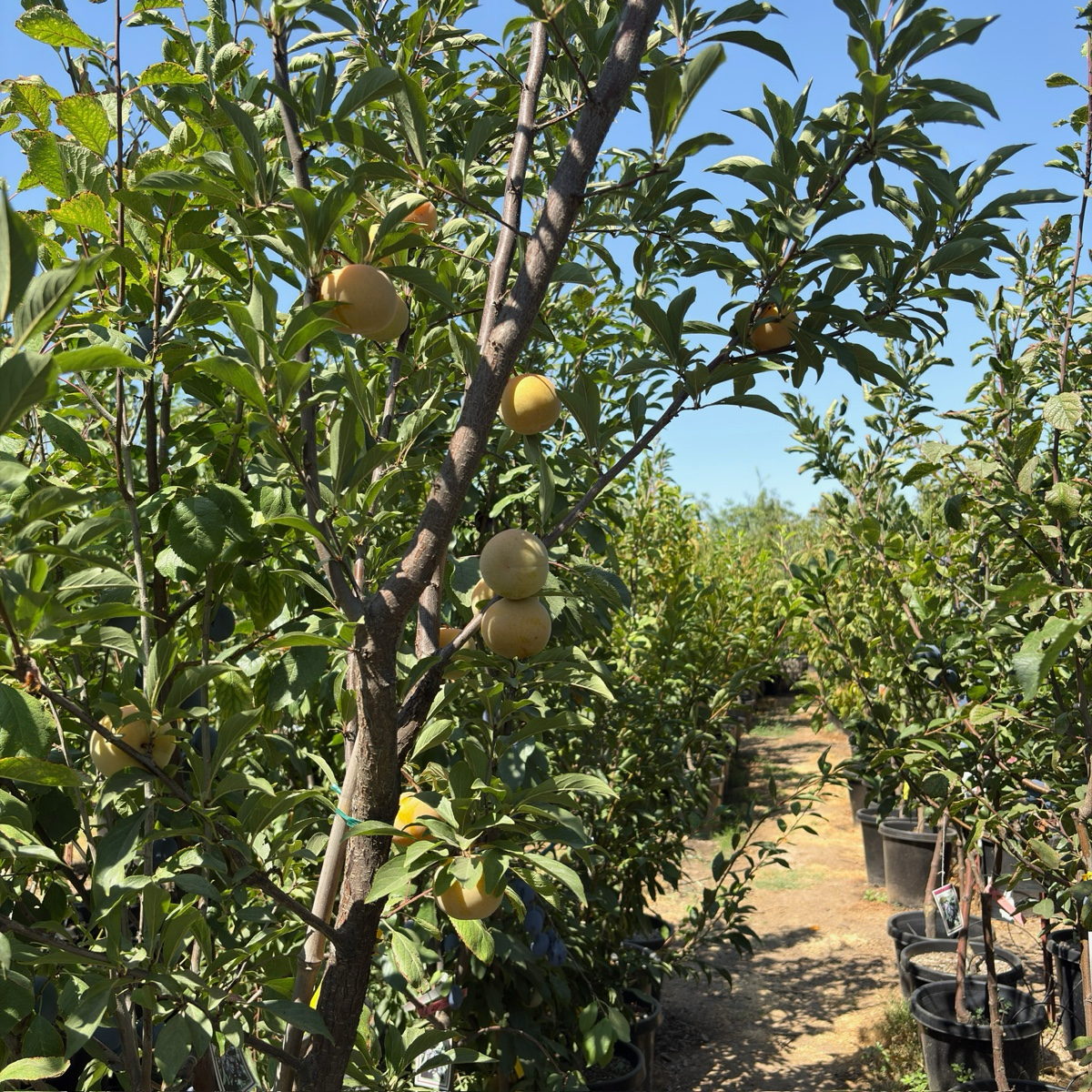 Emerald Drop Pluot