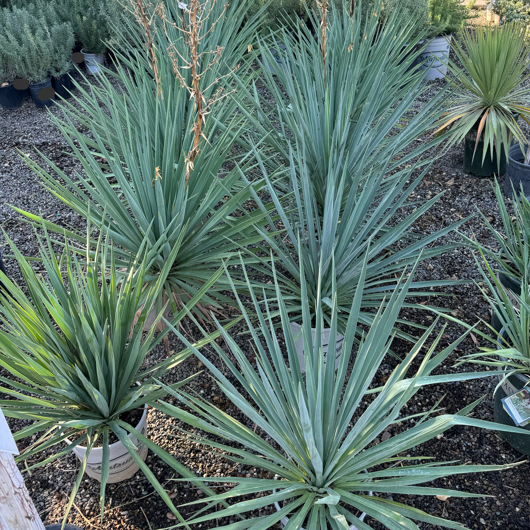 Blue Yucca 'Blue Sentry'