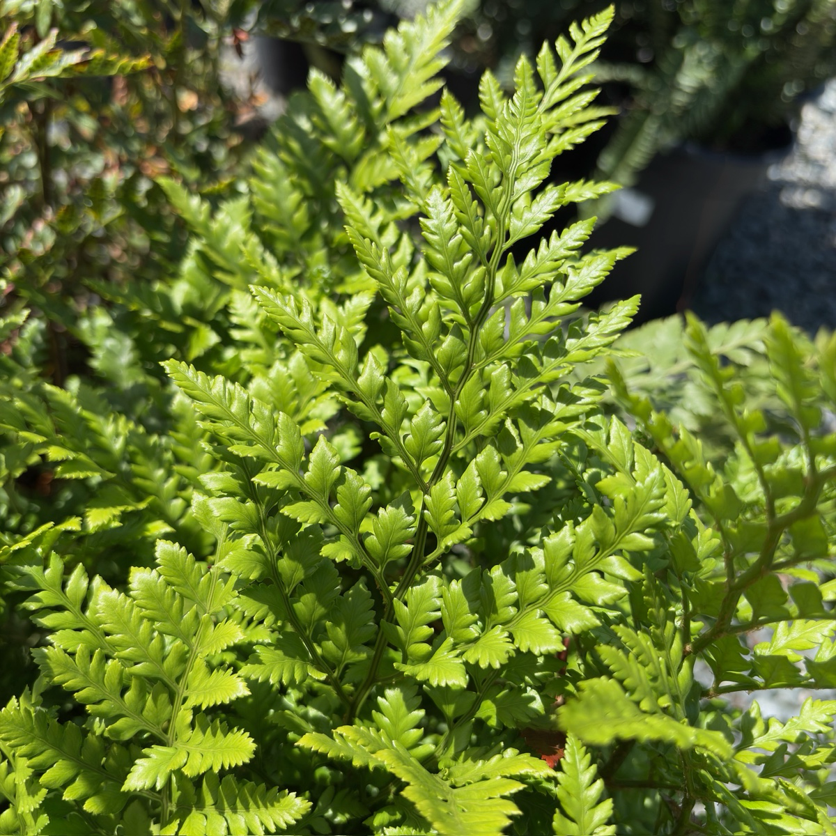 Leatherleaf Fern