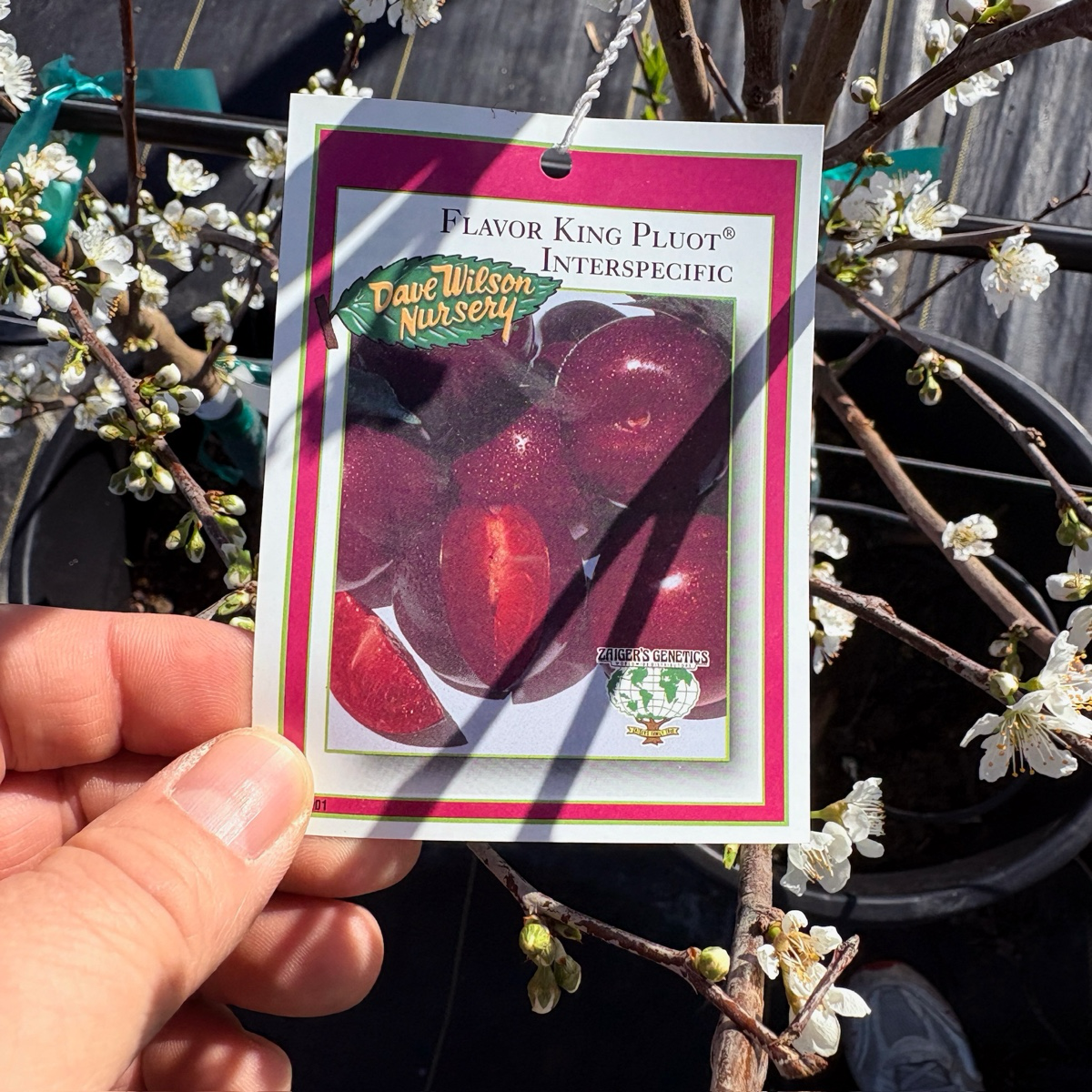 Flavor King Pluot