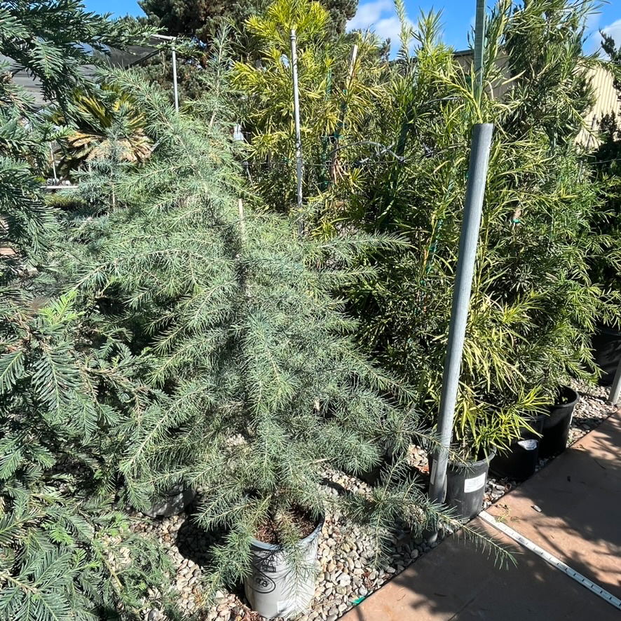 Cedar Deodar