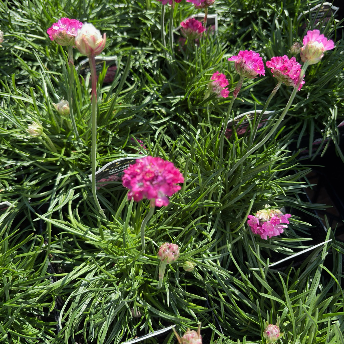 Splendens Sea Pink