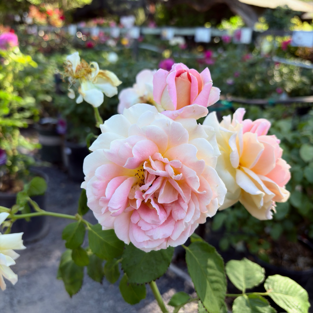 Fun In The Sun Rose